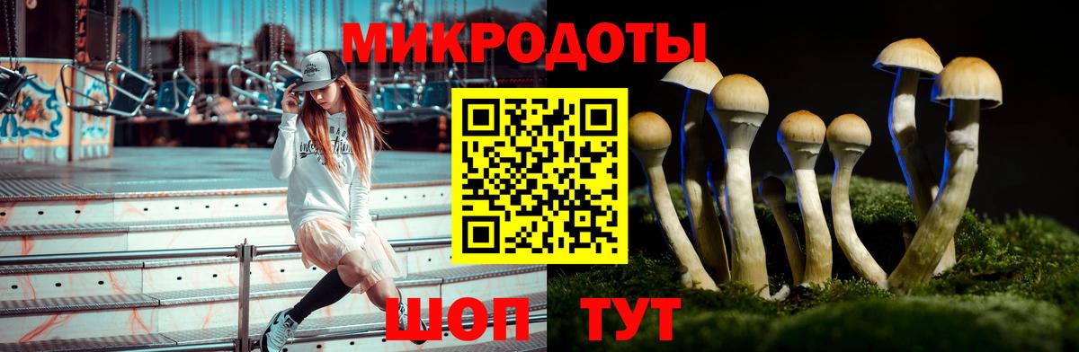 Псилоцибиновые грибы Psilocybe Бахчисарай